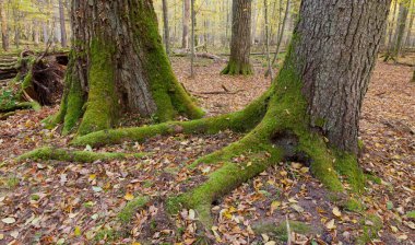 Sonbaharda çok eski yaprak döken standı