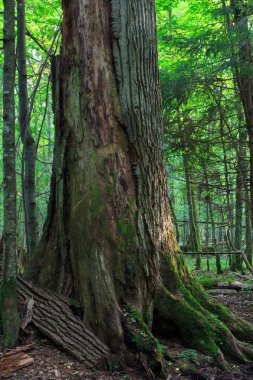 ölü büyük meşe ağacı witout kabuk kısmen