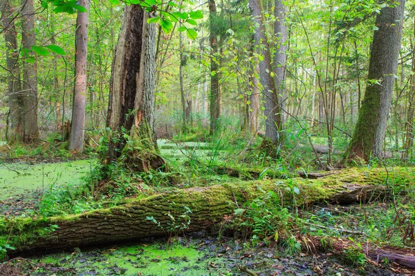 Stand natural de Bosque de Bialowieza con agua estancada — Foto de Stock