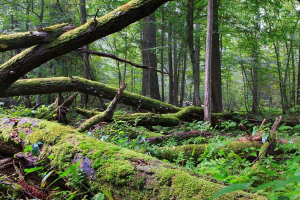 Carvalho velho quebrado deitado na floresta de primavera — Fotografia de Stock