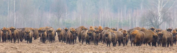 European Bison herd in snowless winter — Stock Photo, Image