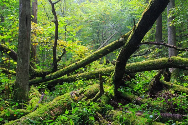 Gammal ek bruten liggande i vår skog — Stockfoto