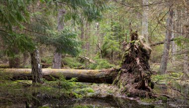 kırık çam ağacı trynk yalan