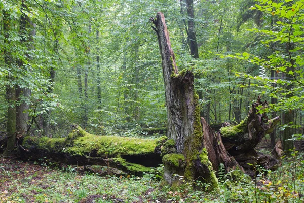 Große alte Hainbuche kaputtes Moos eingewickelt — Stockfoto