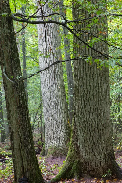 Monumentala ekar Białowieża skog — Stockfoto