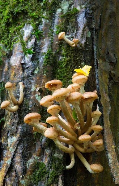 Кучка осенних медовых грибов — стоковое фото