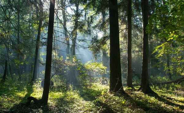 Sunbeam entering rich deciduous forest — Stock Photo, Image