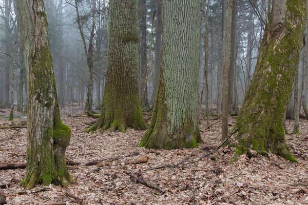 Grupo de árboles caducifolios muy viejos uno al lado del otro en pie caducifolio de primavera — Foto de Stock