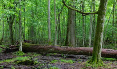 Kırık kül ağaç dalı yosun sarılmış