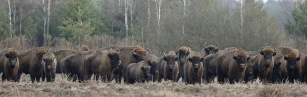 Manada de bisontes europeos en invierno sin nieve —  Fotos de Stock