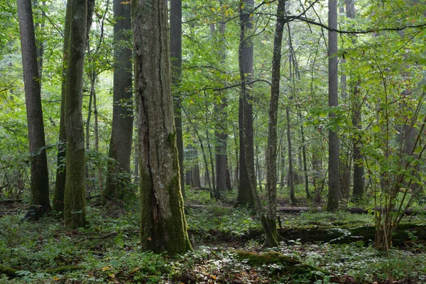 Vieux stand naturel de feuillus le matin — Photo