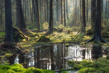 Bialowieza orman manzara rezerv doğal iğne yapraklı stand