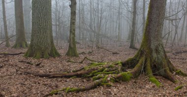 Sonbaharda çok eski yaprak döken standı