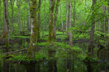 Bahar ıslak yaprak döken standı