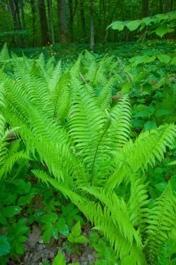 Ortak Lady Fern ile çiçek arka plan
