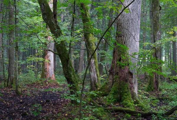 Groep van oude bomen in de zomer stand — Stockfoto