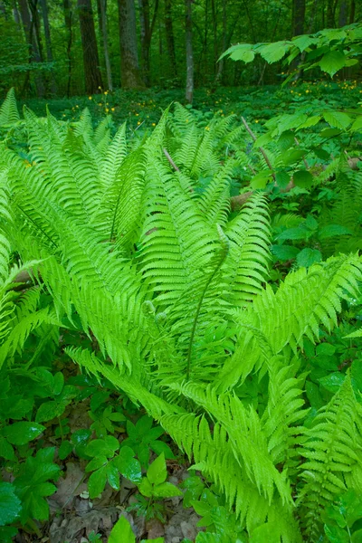 Květinové pozadí se společným Lady Fern — Stock fotografie