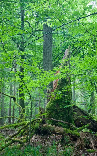 Große alte Eiche und ein abgebrochener Baumstumpf — Stockfoto