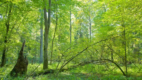 Trees iluminated by sun — Stock Photo, Image