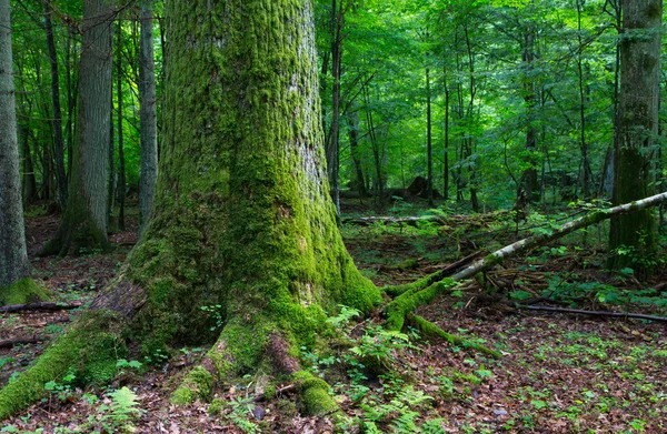 巨大な古い樫の木の苔に包まれました。 — ストック写真