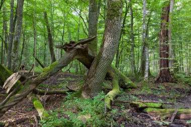 yalan kırık eski kül ağaç dalı