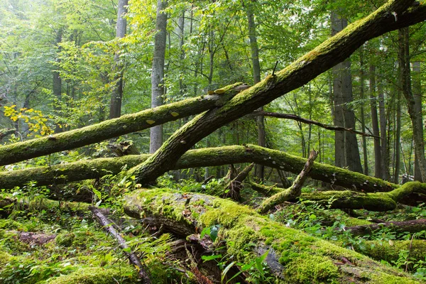 Gammal ek bruten liggande i vår skog — Stockfoto