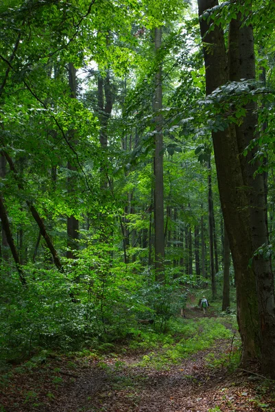 路径由天然混交林的 Bieszczady 山 — 图库照片