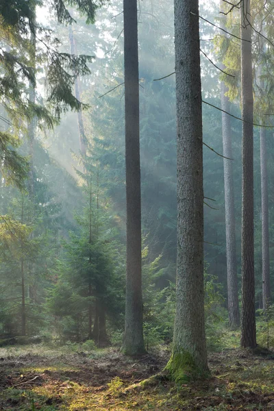 İğne yapraklı tribünde sabah Bialowieza orman