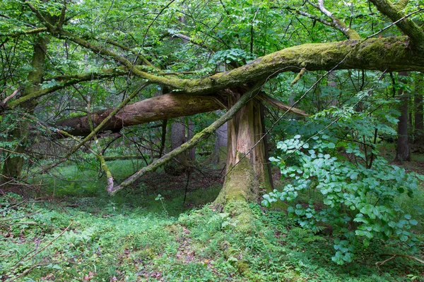 Gamla trasiga spruce trädet moss insvept och stubbe — Stockfoto