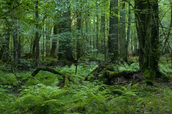 Mousse de souche d'arbre brisée couverte et couche de fougères autour — Photo