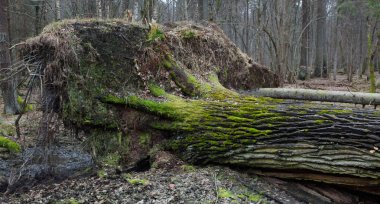 Yaşlı meşe ağaçları yerde yatıyor.