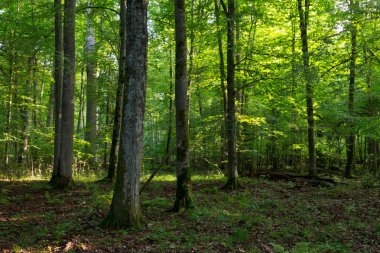 Yaprak döken Bialowieza Forest tribünde sabah