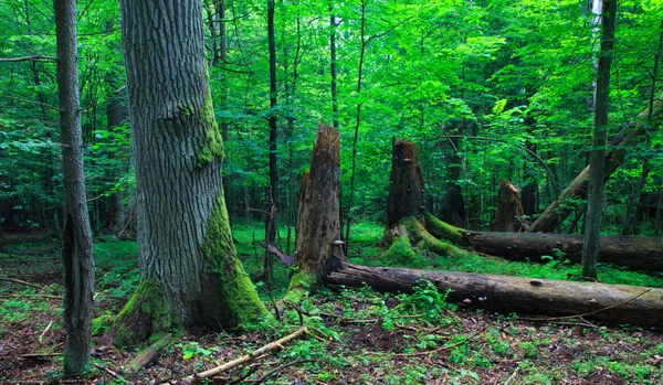 Enorme oude eik mos verpakt — Stockfoto