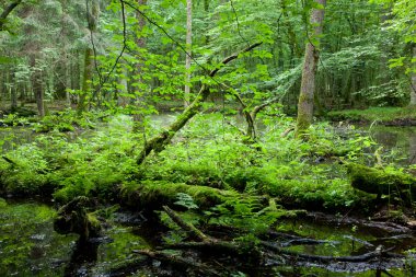 Bahar yaprak döken orman ile ayakta su
