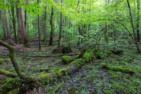 Bosque mixto húmedo de primavera con agua estancada —  Fotos de Stock