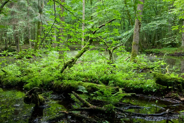 Forêt décidue printanière avec eau stagnante — Photo