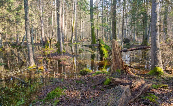 Wiosenny poranek w lesie — Zdjęcie stockowe