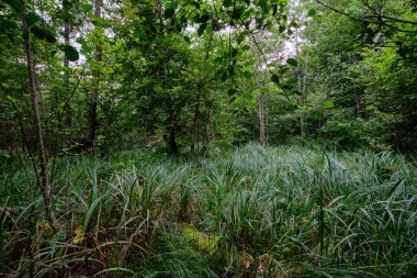 Late summer rich deciduous alder carr stand with Sweet Flag(Acorus calamus) in foreground, Bialowieza Forest, Poland, Europe