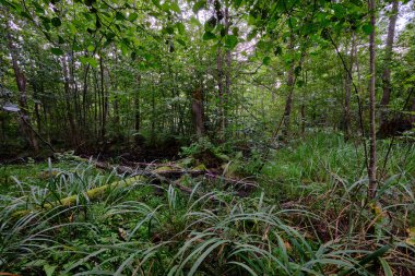 Late summer rich deciduous alder carr stand with Sweet Flag(Acorus calamus) in foreground, Bialowieza Forest, Poland, Europe