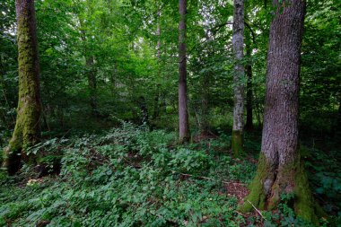 Yaz sonu zengin yaprak dökme standı, yaşlı ağaçlar ve yemyeşil yapraklar, Bialowieza Ormanı, Polonya, Avrupa