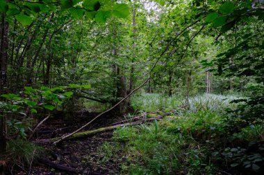 Yaz sonu zengin yaprak dökme standı, yaşlı ağaçlar ve yemyeşil yapraklar, Bialowieza Ormanı, Polonya, Avrupa