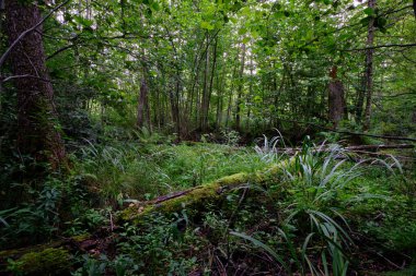 Late summer rich deciduous alder carr stand with Sweet Flag(Acorus calamus) in foreground, Bialowieza Forest, Poland, Europe