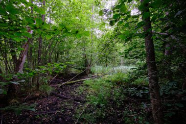 Yaz sonu zengin yaprak dökme standı, yaşlı ağaçlar ve yemyeşil yapraklar, Bialowieza Ormanı, Polonya, Avrupa