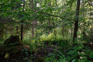 Yoğun ve bereketli bir orman ve yaz ışığında doğal bitki örtüsü. Vahşi orman sahnesi biyolojik çeşitliliği ve el değmemiş vahşi doğayı gösteriyor, Bialowieza Ormanı, Polonya, Avrupa