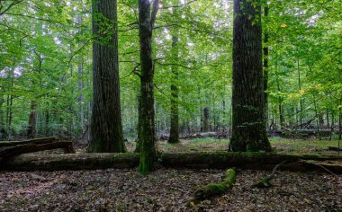 Yaz ışığında bereketli bir orman ve doğal bitki örtüsü var. Vahşi orman sahnesi biyolojik çeşitliliği ve el değmemiş vahşi doğayı gösteriyor, Bialowieza Ormanı, Polonya, Avrupa