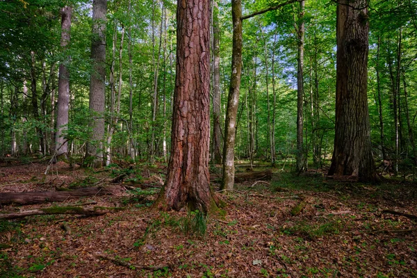 Yaz ışığında bereketli bir orman ve doğal bitki örtüsü var. Vahşi orman sahnesi biyolojik çeşitliliği ve el değmemiş vahşi doğayı gösteriyor, Bialowieza Ormanı, Polonya, Avrupa