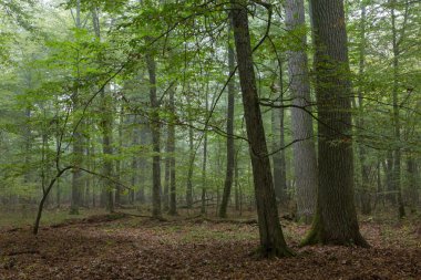 bialowieza orman anıtsal meşe ağaçları