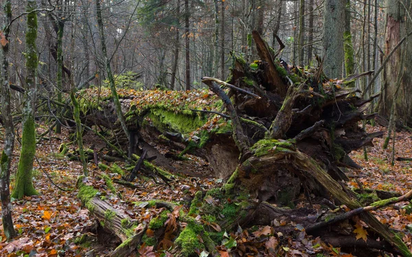 Oude eikenbomen gebroken liggend — Stockfoto