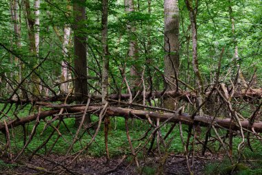 Arka planda eski ağaçlar ile Bahar yaprak döken ilkel standı, Bialowieza Orman, Polonya, Avrupa