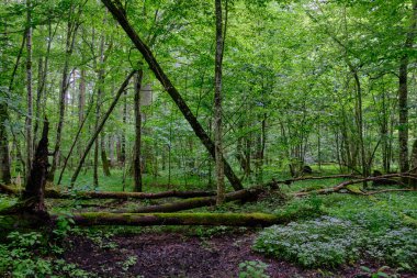 Arka planda eski ağaçlar ile Bahar yaprak döken ilkel standı, Bialowieza Orman, Polonya, Avrupa